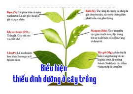 CÁC CHẤT DINH DƯỠNG TRONG ĐỜI SỐNG CÂY TRỒNG