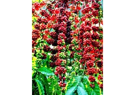 KỸ THUẬT TRỒNG VÀ CHĂM SÓC CÂY CÀ PHÊ
