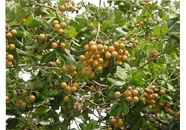 KỸ THUẬT TRỒNG VÀ CHĂM SÓC CÂY NHÃN